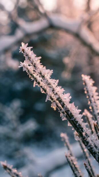 A close-up of a frosted pine needle sparkling with ice crystals against a soft, warm background