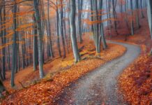 A beautiful autumn forest HD Desktop Background with a carpet of fallen leaves and a winding path.