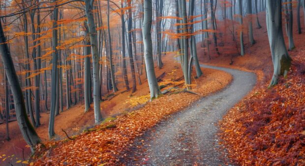 A beautiful autumn forest HD Desktop Background with a carpet of fallen leaves and a winding path.