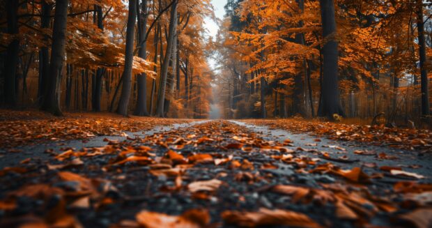 A hiking trail through a forest in autumn, leaves crunching underfoot.