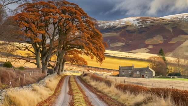 A peaceful road with golden fields on either side and a lone farmhouse in the distance, Country Background.