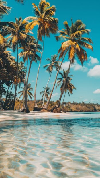 Aesthetic Ocean wallpaper with a tropical beach with palm trees and crystal clear turquoise water.