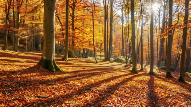 Autumn forest leaves with sunlight casting long shadows, 4K desktop wallpaper.