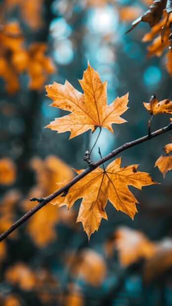 Autumn leaves in a clean background for iPhone.
