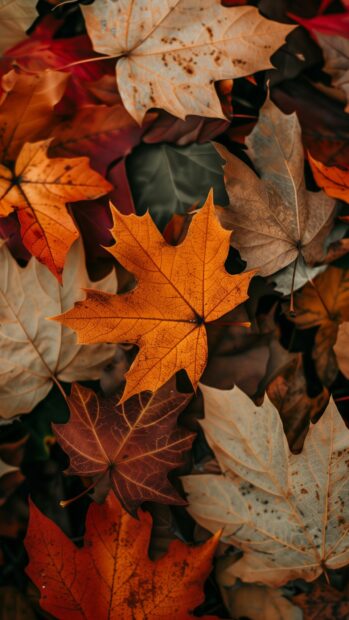 Autumn leaves in a clean, simple layout, iPhone wallpaper.