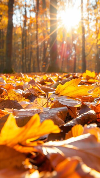 Autumn leaves in a sunlit forest, iPhone wallpaper.