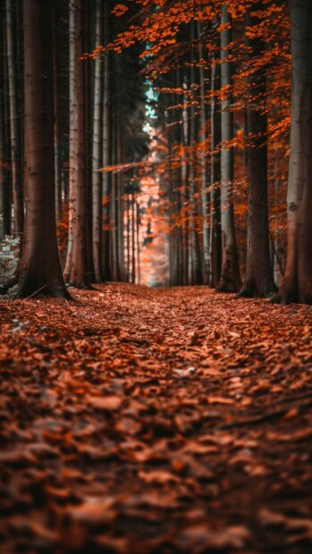 Autumn leaves in a vibrant forest, iPhone wallpaper free download.