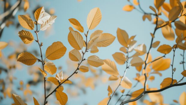 Bright fall leaves against a plain sky.