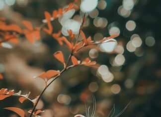 Cat wallpaper 4K with a playful expression in a garden.