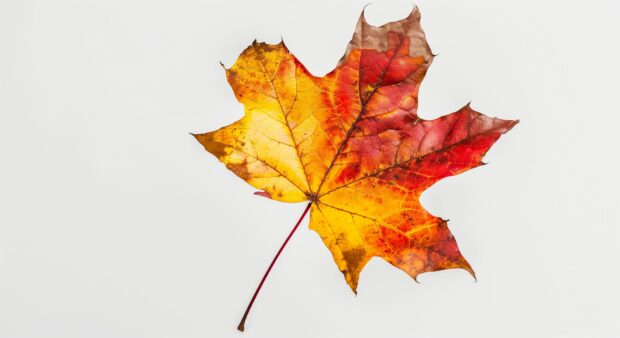 Close up of a single autumn leaf with simple background.