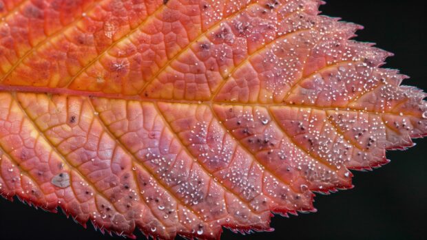 Close up of autumn leaves with detailed textures and vibrant colors.