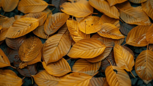 Close up of autumn leaves with detailed textures and vibrant colors, Autumn Wallpaper HD for Desktop.