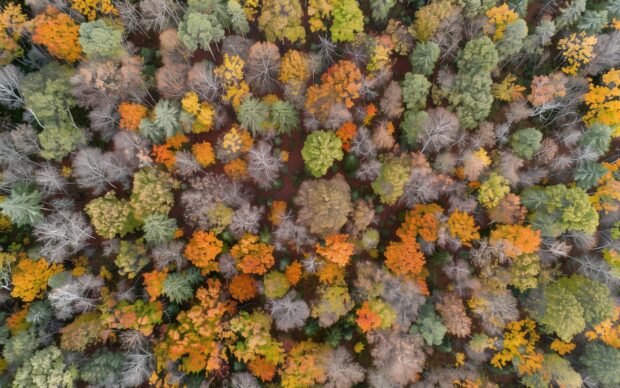 Dense autumn forest with vibrant foliage.