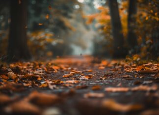 Fall Desktop Wallpaper 2K with a hiking trail through a forest in autumn, leaves crunching underfoot.