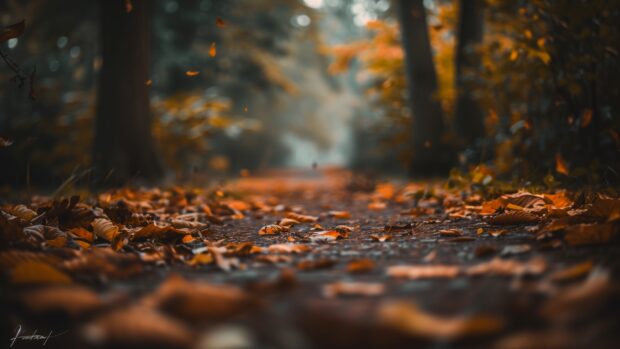 Fall Desktop Wallpaper 2K with a hiking trail through a forest in autumn, leaves crunching underfoot.