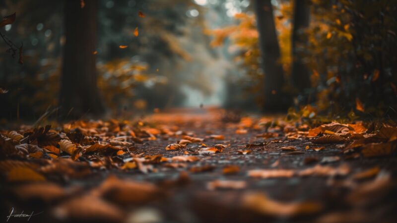 Fall Desktop Wallpapers HD - PixelsTalk