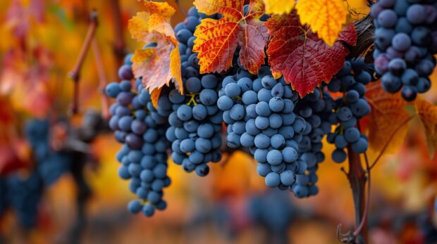 Fall Desktop Wallpaper 2K with a vineyard in autumn with ripe grapes.