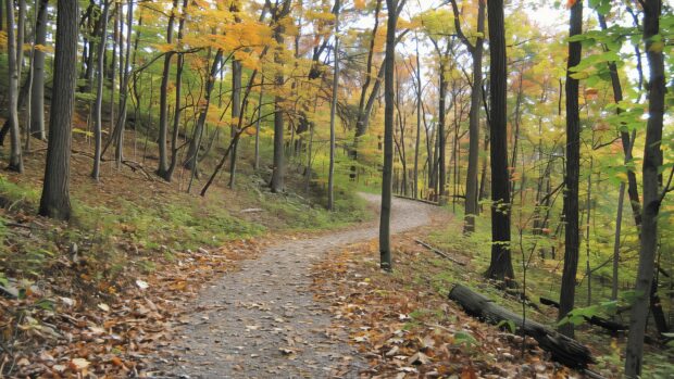 Fall background 4K with a hiking trail through a forest in autumn, leaves crunching underfoot and colors all around.