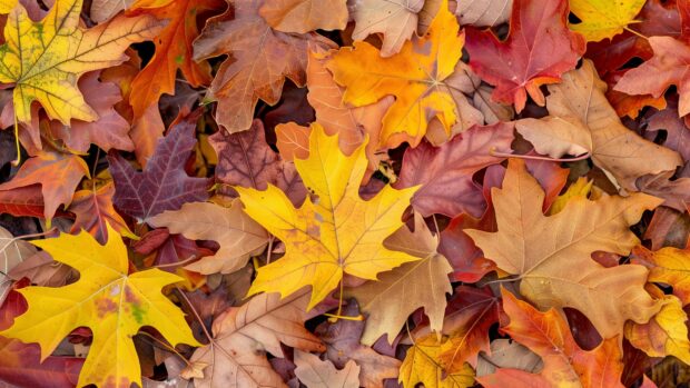 Fall leaves desktop wallpaper.
