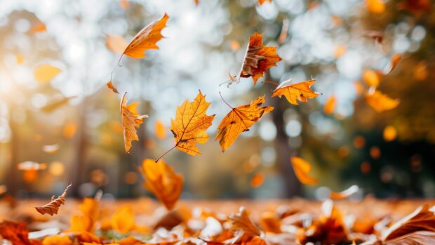 Falling leaves desktop 4K background.