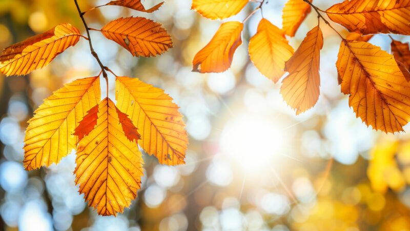Autumn Desktop Wallpapers - PixelsTalk