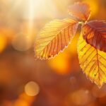 Golden autumn leaves illuminated by soft sunlight.