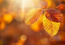 Golden autumn leaves illuminated by soft sunlight.