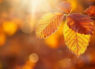 Golden autumn leaves illuminated by soft sunlight.