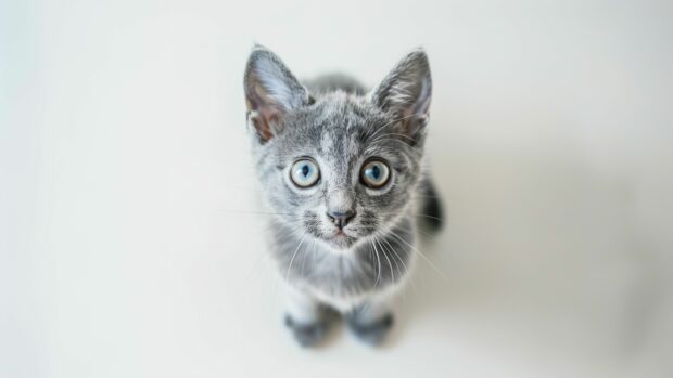 Lovely Cat 4K HD Wallpaper with a curious expression.