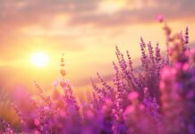 Nature photo HD with Lavender field under a golden sunset, vibrant purple flowers, tranquil scene.