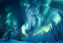 Northern Lights Wallpaper creating a magical scene over a winter forest.