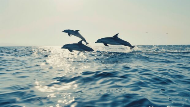 Ocean Desktop Wallpaper with an ocean with dolphins leaping out of the water against a clear, bright sky.