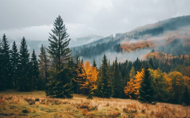 Scenic autumn forest with a variety of tree species.