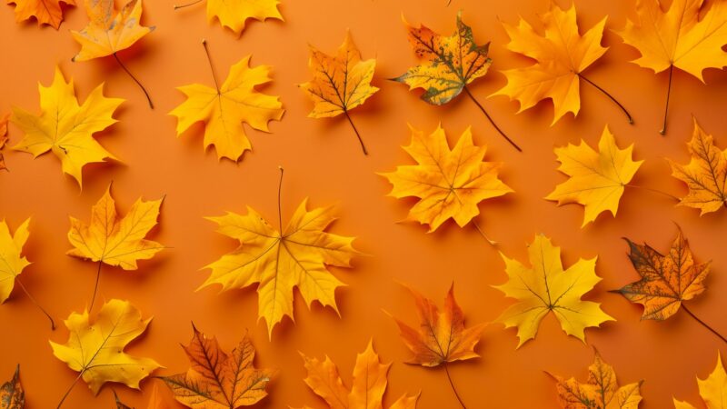 Autumn Leaves Wallpapers - PixelsTalk