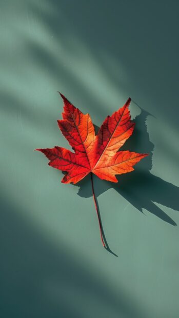Single autumn leaf on a plain surface.
