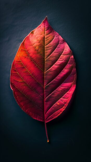 Single colorful autumn leaf on a dark background iPhone.