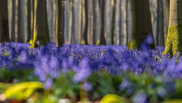 Spring forest with new leaves, flowers blooming, fresh and vibrant 2.