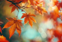 Vibrant autumn 4K wallpaper foliage in a beautiful garden.
