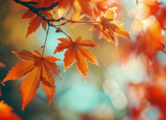 Vibrant autumn 4K wallpaper foliage in a beautiful garden.