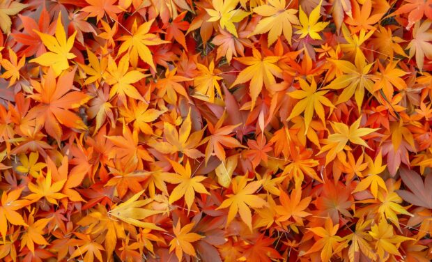 Yellow Fall leaves wallpaper HD.