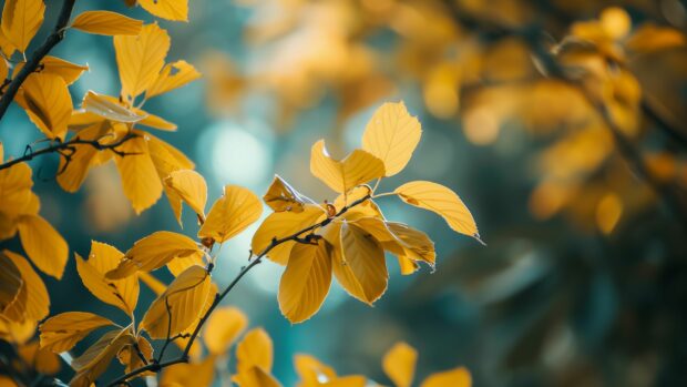 Yellow fall leaves on september.