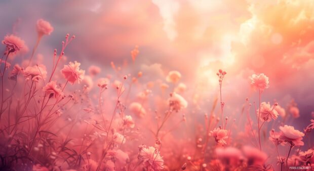 Beautiful Flower desktop HD Wallpaper.