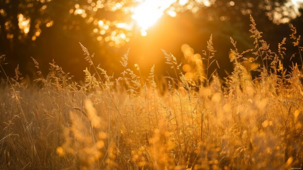Nature desktop 4K wallpaper with golden hour in a meadow with tall grass, warm light, peaceful atmosphere.