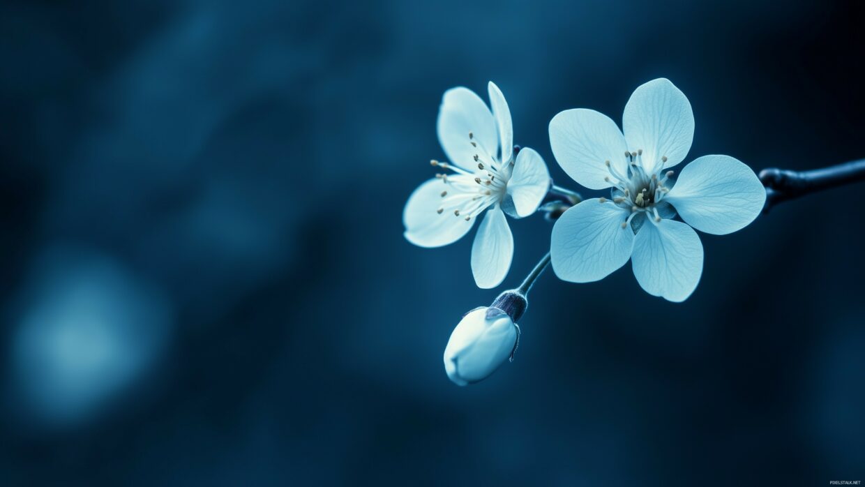 Flower HD Wallpapers - PixelsTalk