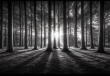 A black and white forest wallpaper with towering trees and deep shadows.