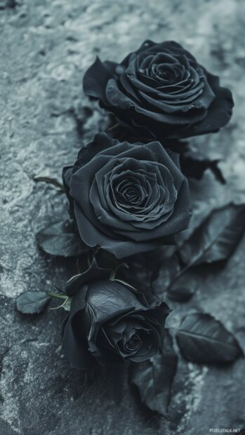 A black roses set against a deep, moody background.