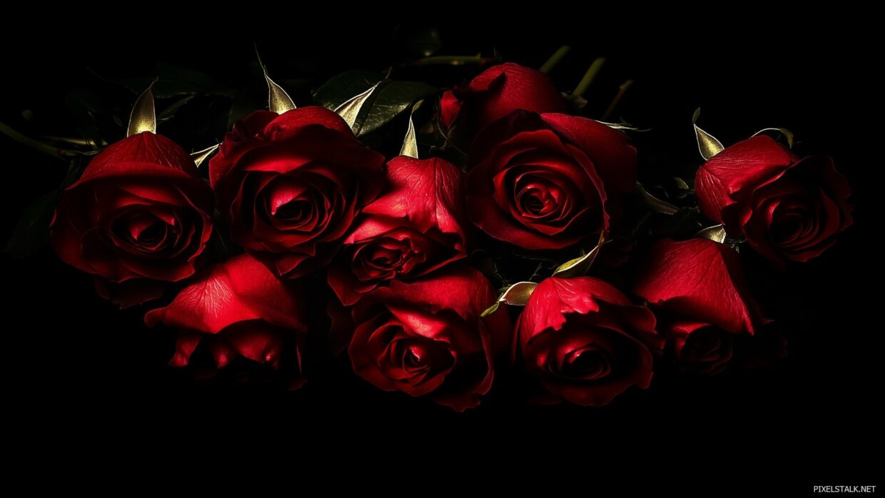 Dark Rose Wallpapers - PixelsTalk