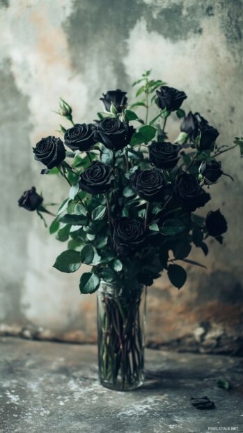 A dramatic close up of a single black rose, showcasing its velvety petals with intricate details, set against a soft, blurred dark background.