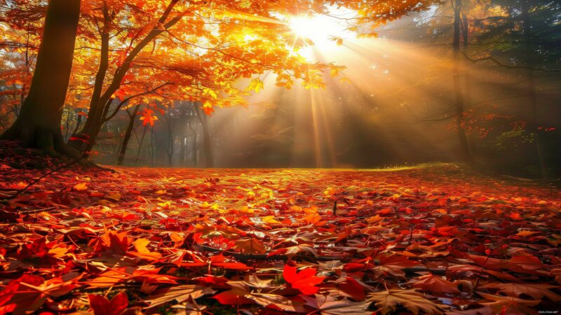 Autumn Leaves Desktop Wallpapers - PixelsTalk