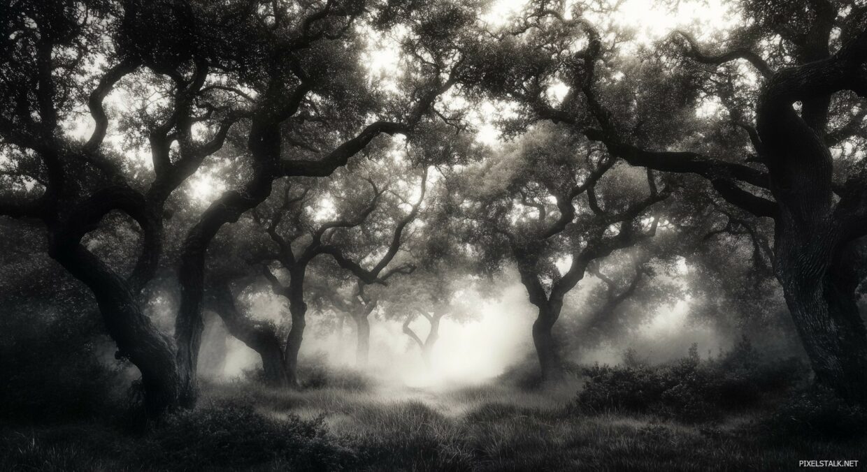 Dark Forest Backgrounds HD High Quality - PixelsTalk